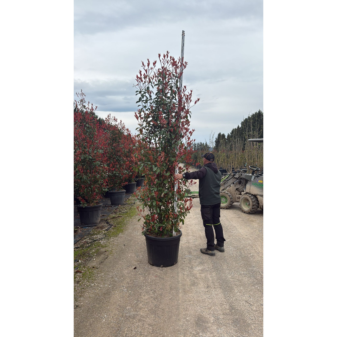 Photinia Red Robin Bush, 300/350cm (10ft-12ft) Planted Height, 160L