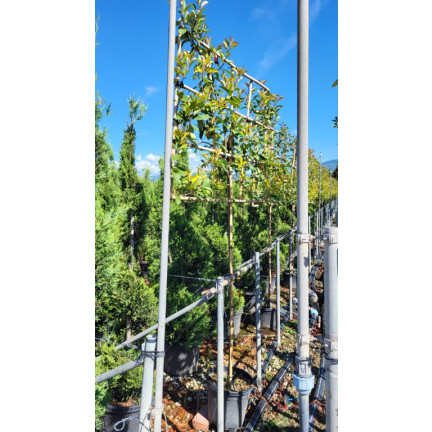 Photinia 'Red Robin' 1.5 Metre Clear Stem 8/10cm girth (frame 120cm wide x 100cm tall Trellis)