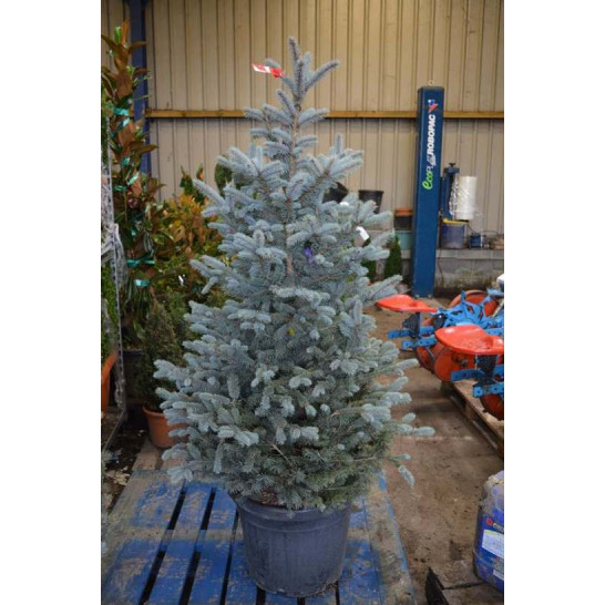 Picea Pungens 'Fat Albert' 145cm