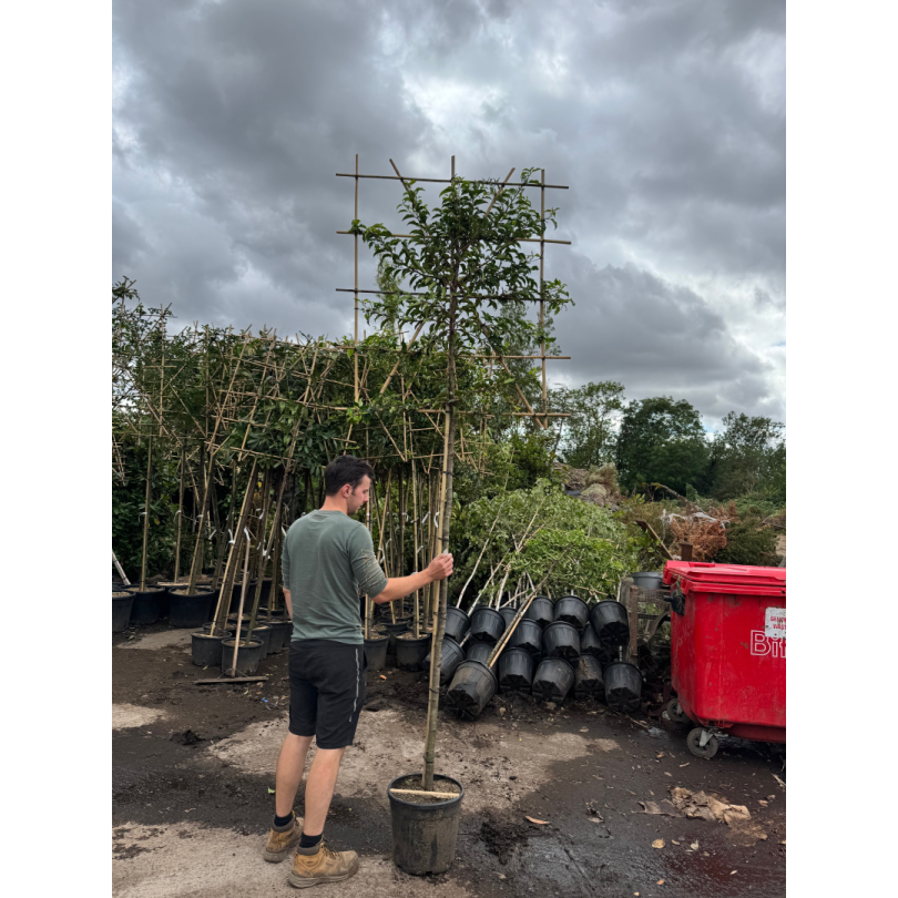 Prunus Lusitanical Pleached (Portuguese Laurel) 1.8m stem, 8-10cm Girth, 120cm high x 120cm wide trellis