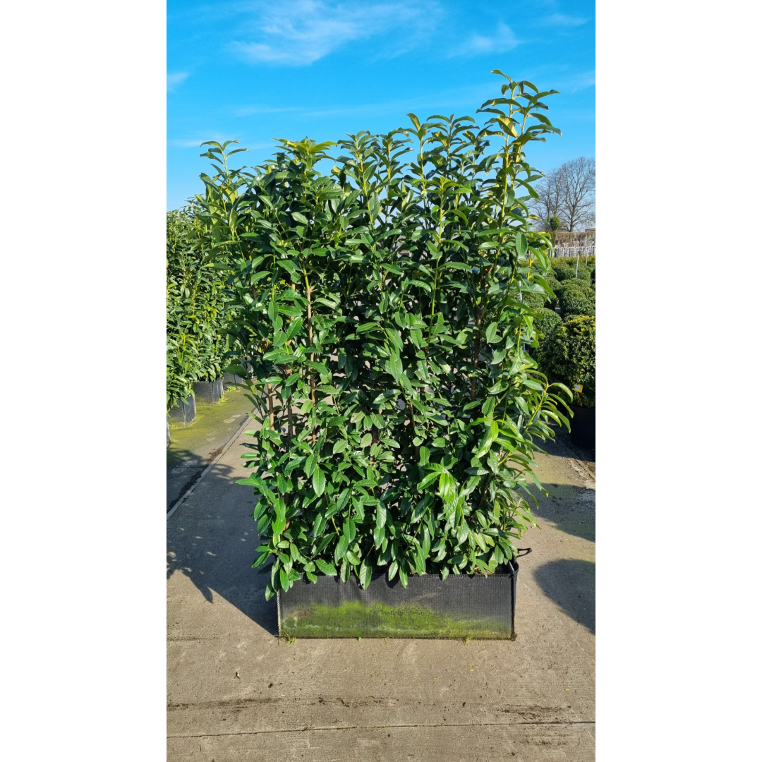 Hedging Element Prunus lau. 'Genolia' (100cm wide x 200cm tall x30cm deep)