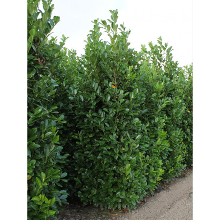 Cherry Laurel Hedging Rootball 3-3.5m (10-11ft) - SOLD OUT UNTIL AUTUMN 2024