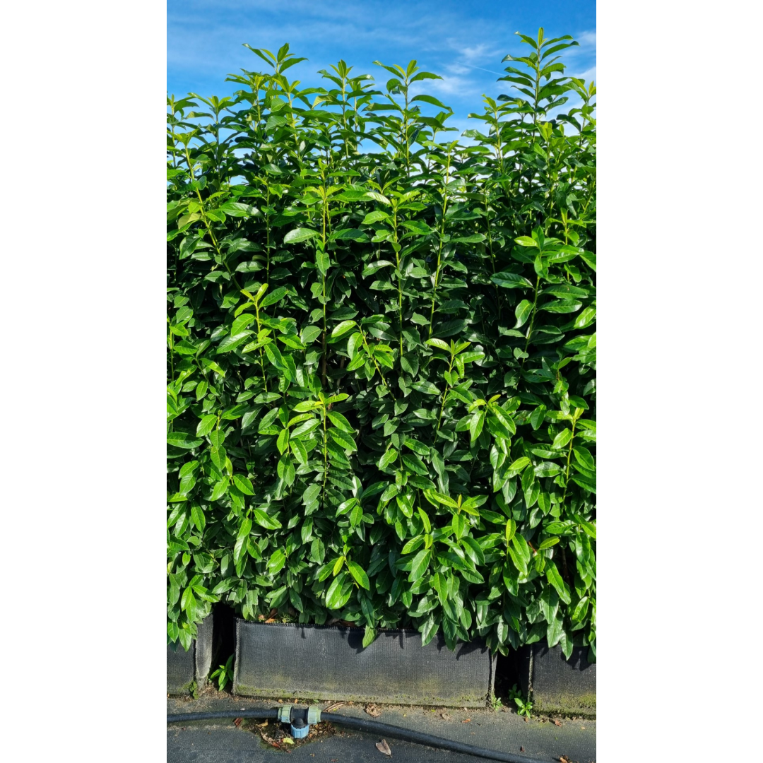 Hedging Element Prunus lau. 'Genolia' (100cm wide x 140cm tall x30cm deep)