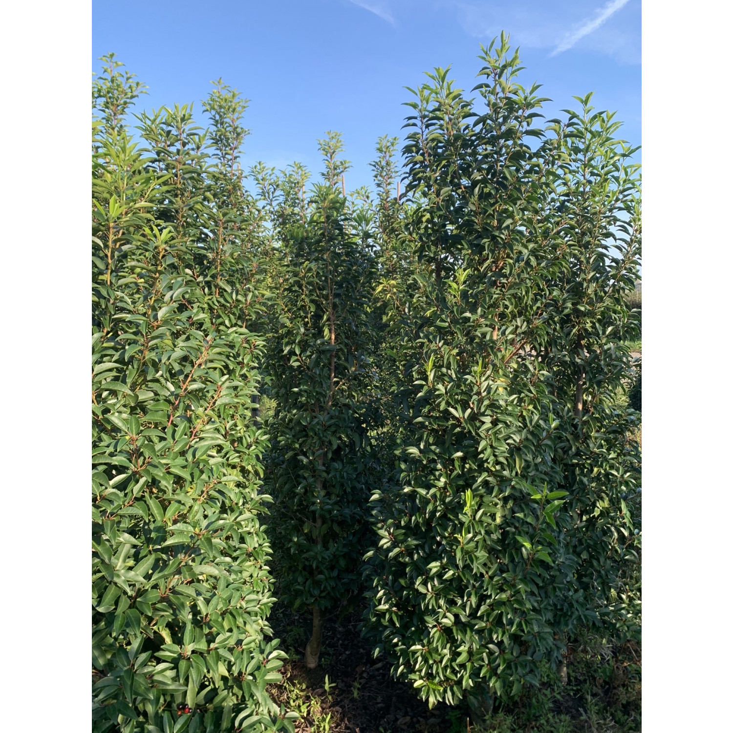 Prunus Lusitanica Rootball 250-275cm - SOLD OUT UNTIL AUTUMN 2024