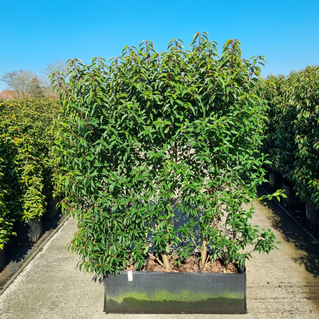 Hedging Element Prunus lus. 'Angustifolia' (100cm wide x 140cm tall x30cm deep)