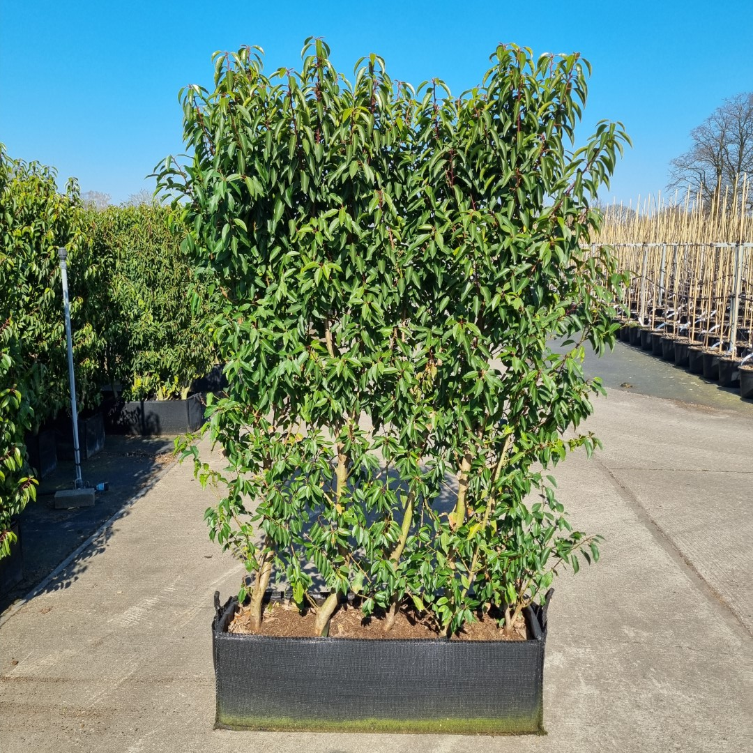Hedging Element Prunus lus. 'Angustifolia' (100cm wide x 160cm tall x30cm deep)