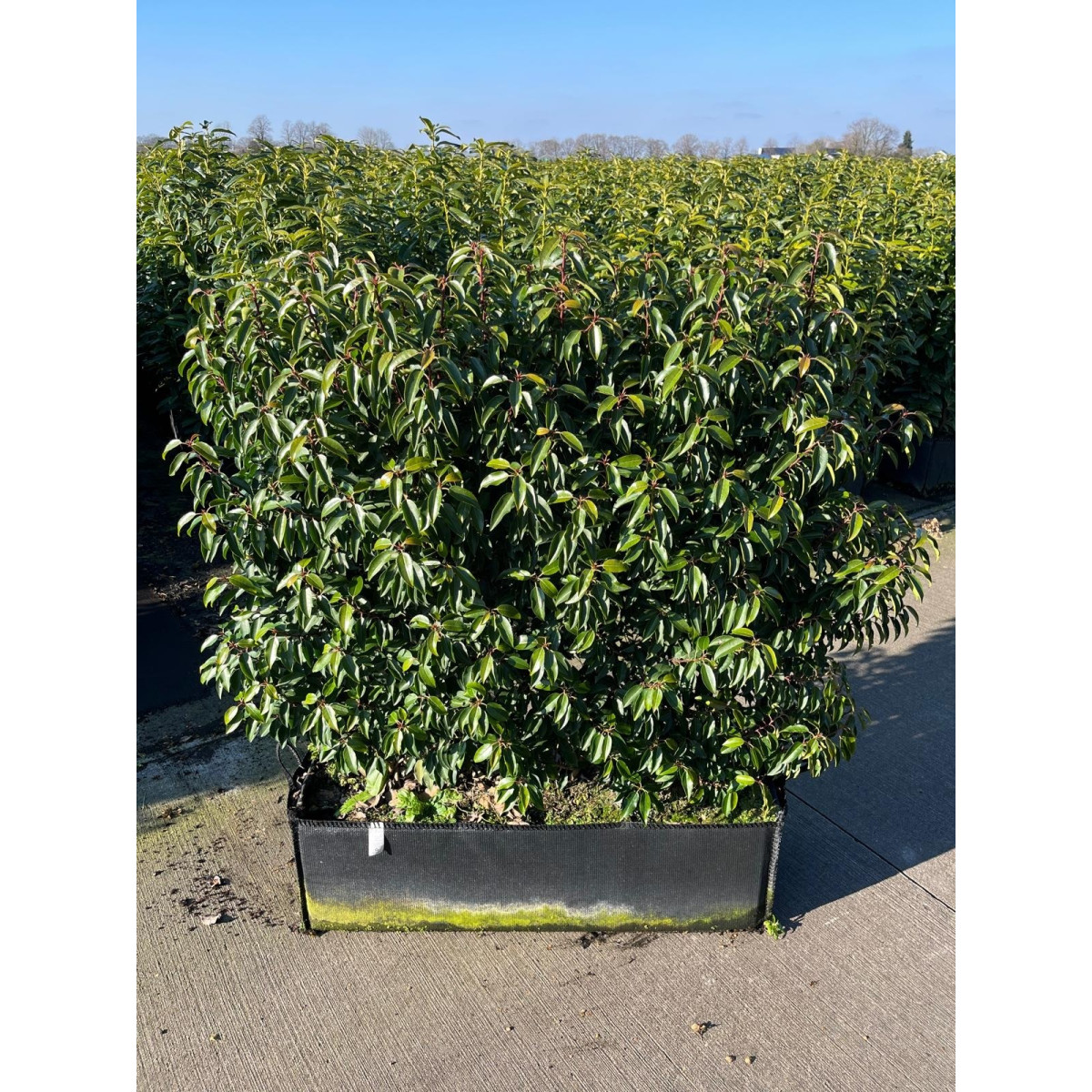 Hedging Element Prunus lus. 'Angustifolia' (100cm wide x 120cm tall x30cm deep) - SPECIAL OFFER WHILE STOCKS LAST