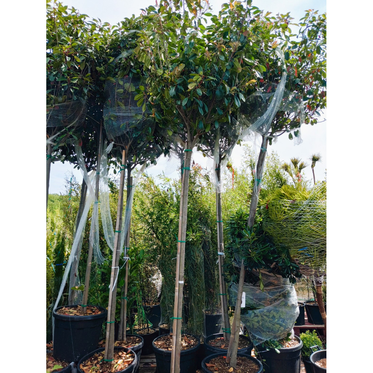 Photinia Red Robin Large Standard 1.8-2m Clear stem - 12/14cm girth -60cm Crown - 3m (Aprox) Planted Height