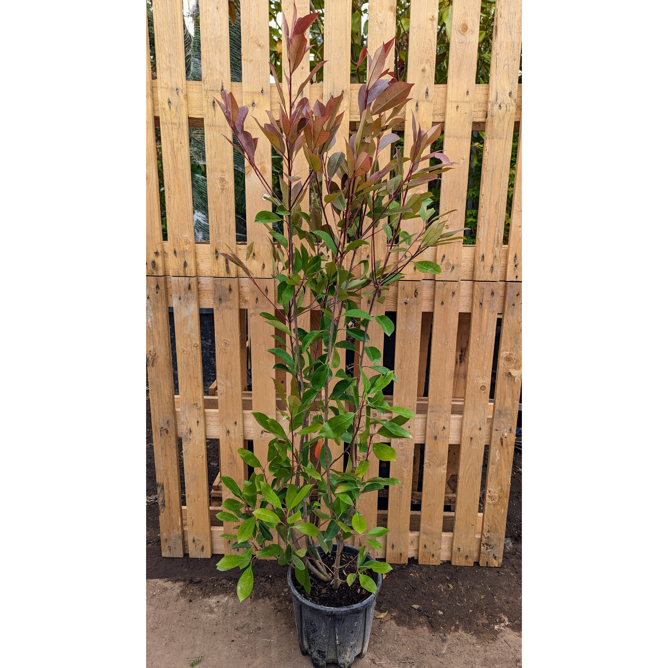 Photinia Red Robin 120-140cm Plant Height 10lt