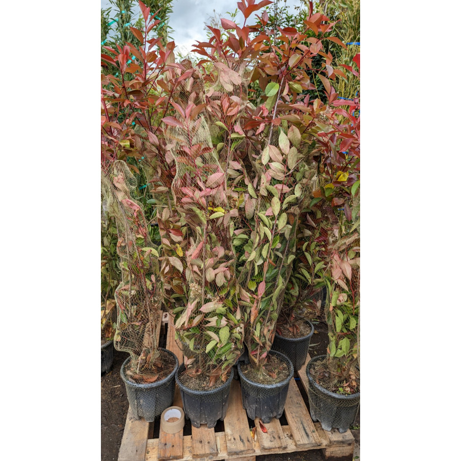 Photinia Red Robin 120-140cm Plant Height 10lt