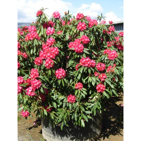 Rhododendron 200cm including height of the pot
