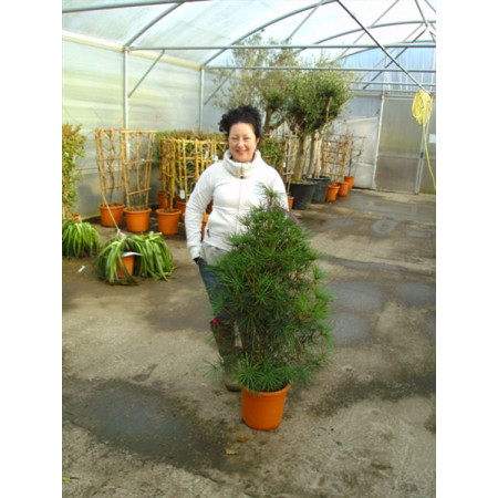 Sciadopitys Verticillata 7ft feet plus high icluding height of pot