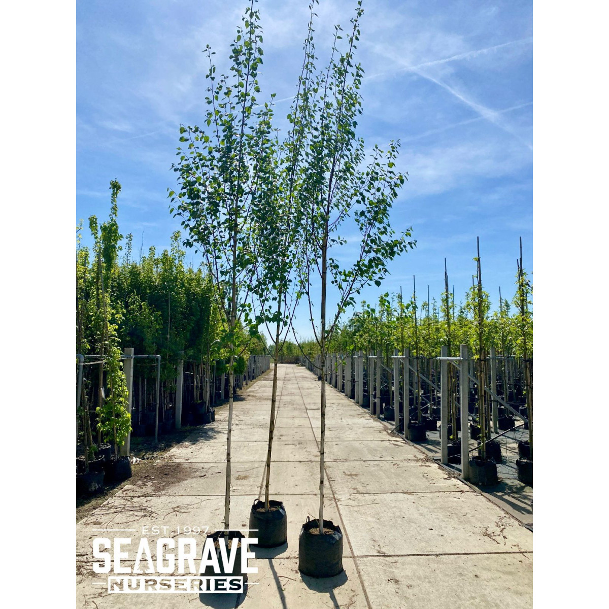 Silver Birch Single stem Betula Jacquemontii 8-10cm girth 400m+ (15ft+) planted height, 35/45L