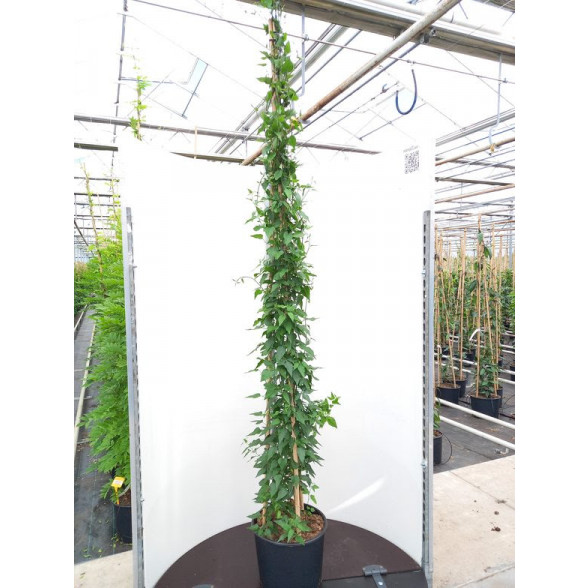 Solanum jasminoides 200-250cm, 3 canes, 20lt Pot - SOLD OUT