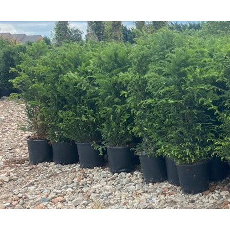 Taxus Baccata Hedging 150-175cm potted