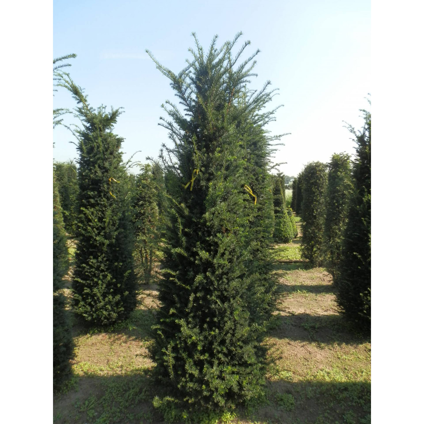 Hedging Taxus Baccata Rootballed 250-275cm plant height - LOWER PRICE FOR LTD TIME