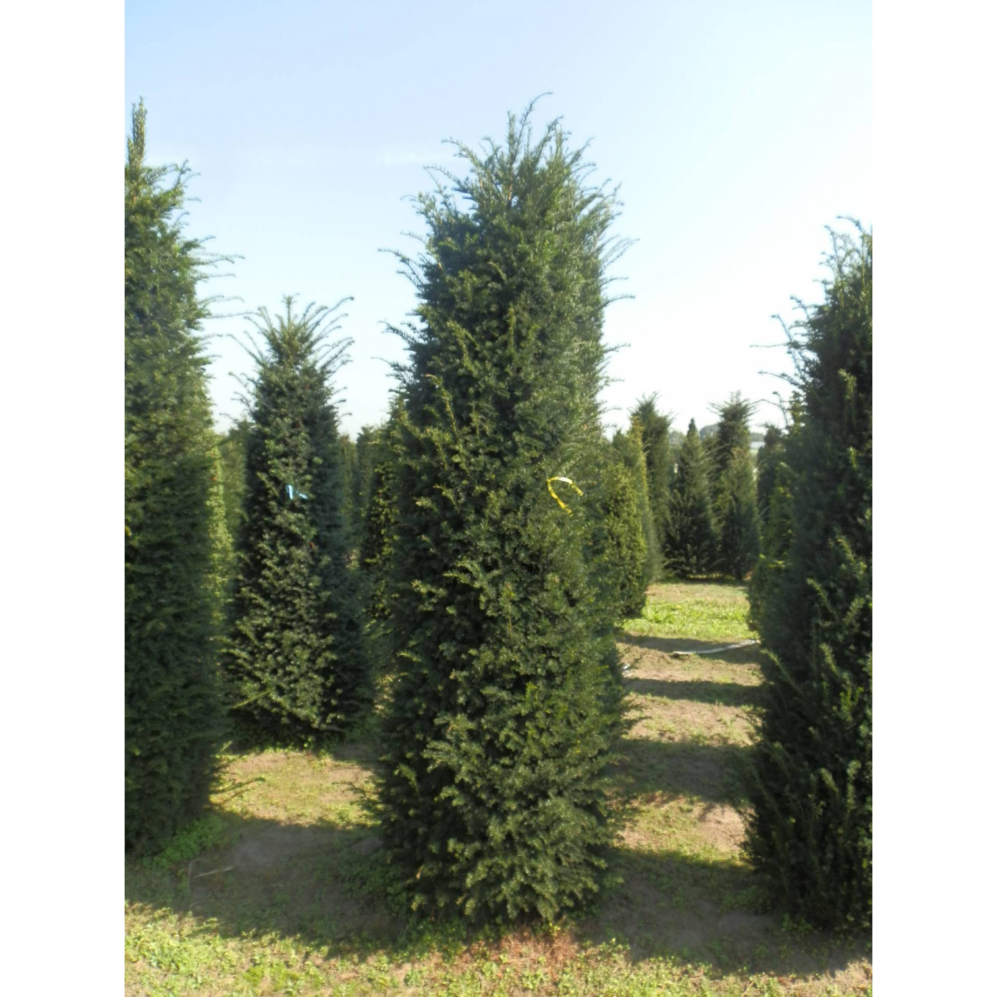 Hedging Taxus Baccata Rootballed 275-300cm plant height - LOWER PRICE FOR LTD TIME