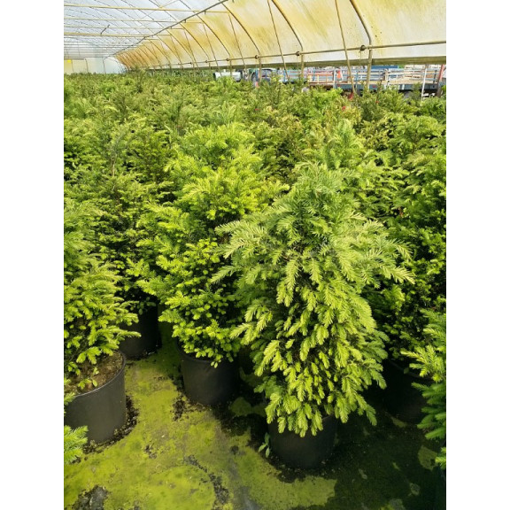 Taxus Baccata Hedging 100-120cm potted - 18 litre pot
