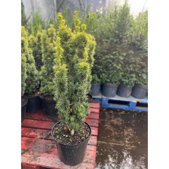 Taxus Baccatta. 'David' 60-80cm planted height in 10 litre pot