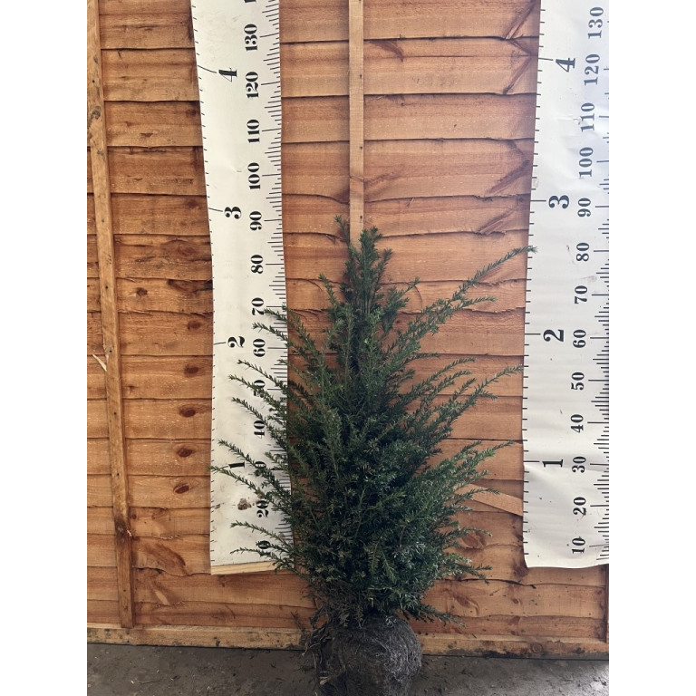 Hedging Taxus Baccata Hedging 60-80cm plant height
