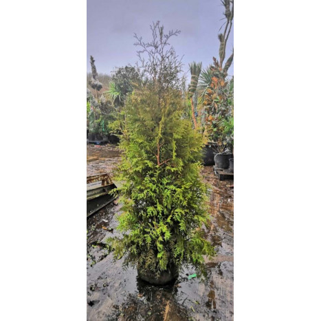 Thuja Occidentalis 'Brabant' 175-200cm Rootballed - SOLD OUT