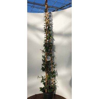 Star Jasmine (Trachelospermum Jasminoides) , 175-200cm