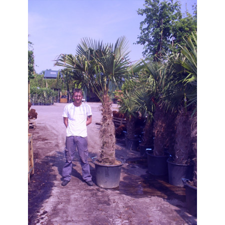 Trachycarpus Fortuneii Chusan Palm 110-120cm Trunk (Approx Total Height 200-220cm Including 70 litre Pot)