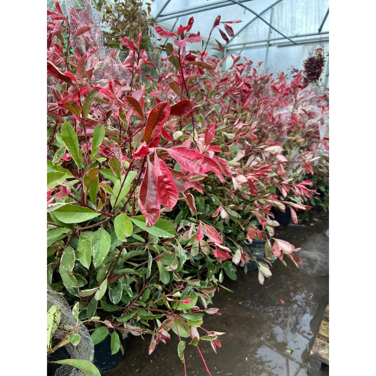 Photinia 'Pink Marble' 80-100cm plant height
