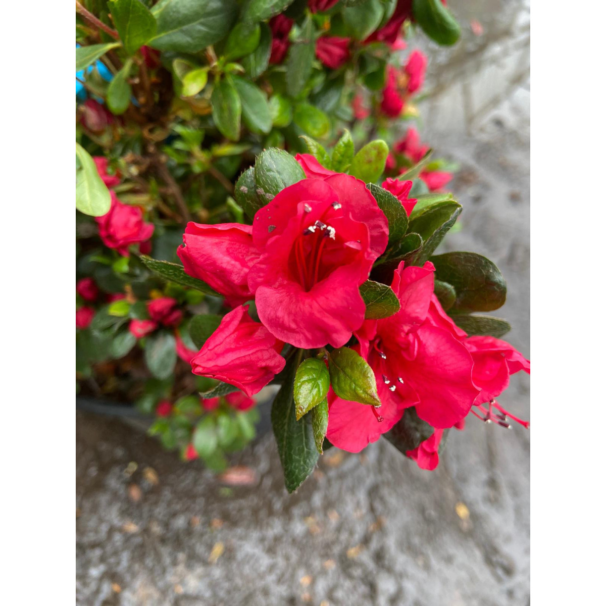 Rhododendron (AJ) 'Aladdin Scout' 50-70cm in 18lt pots