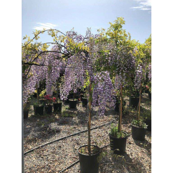 WISTERIA SINENSIS Std. Spiral Stem Extra Strong Clt.50