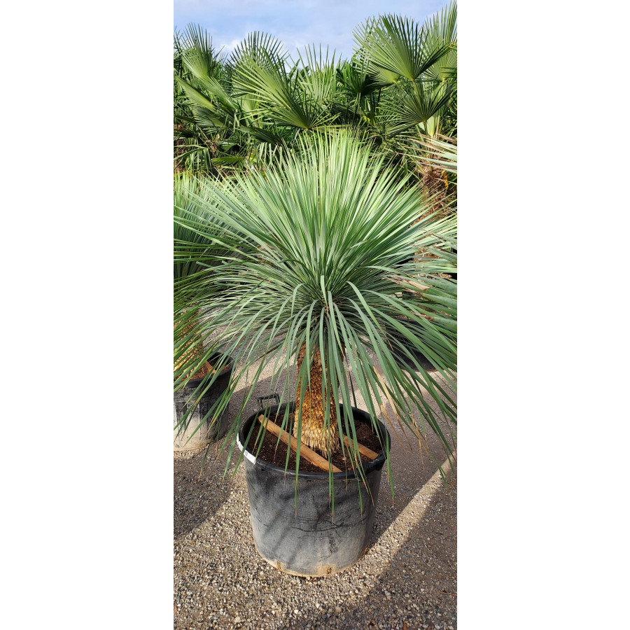Yucca Rostrata, Trunk 50-60cm, 110lt Pot