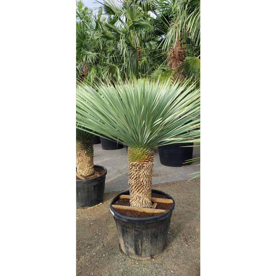Yucca Rostrata, Trunk 60-70cm, 130lt Pot