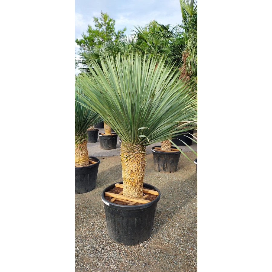 Yucca Rostrata, Trunk 80-90cm, 130lt Pot