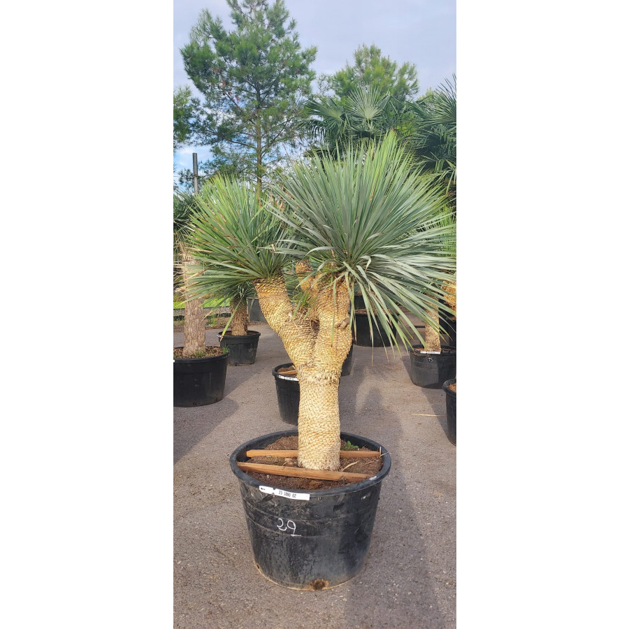 Yucca Rostrata, Multistem 100-110cm, 180lt Pot