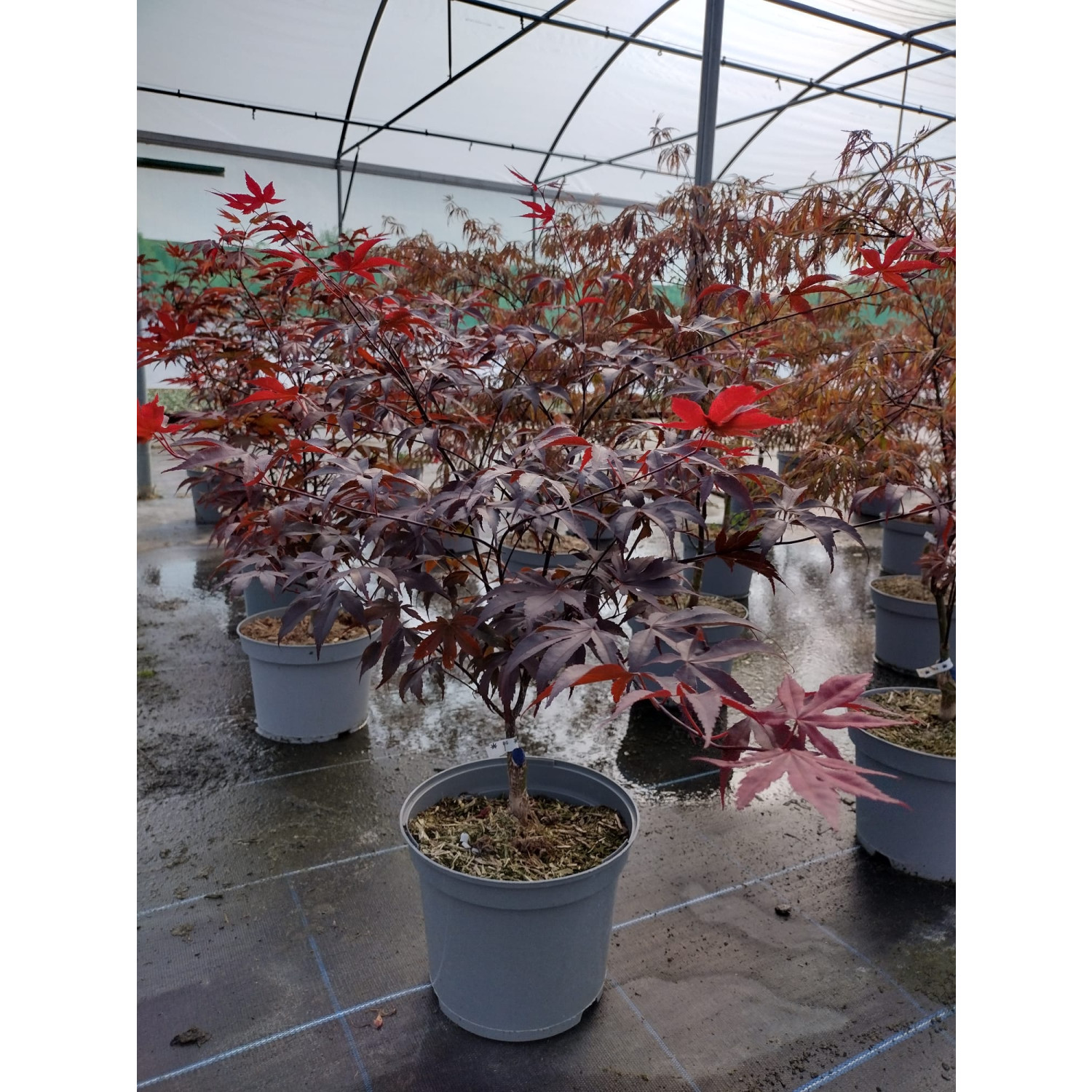 Acer Palmatum Bloodgood 50/60cm 5lt Pot