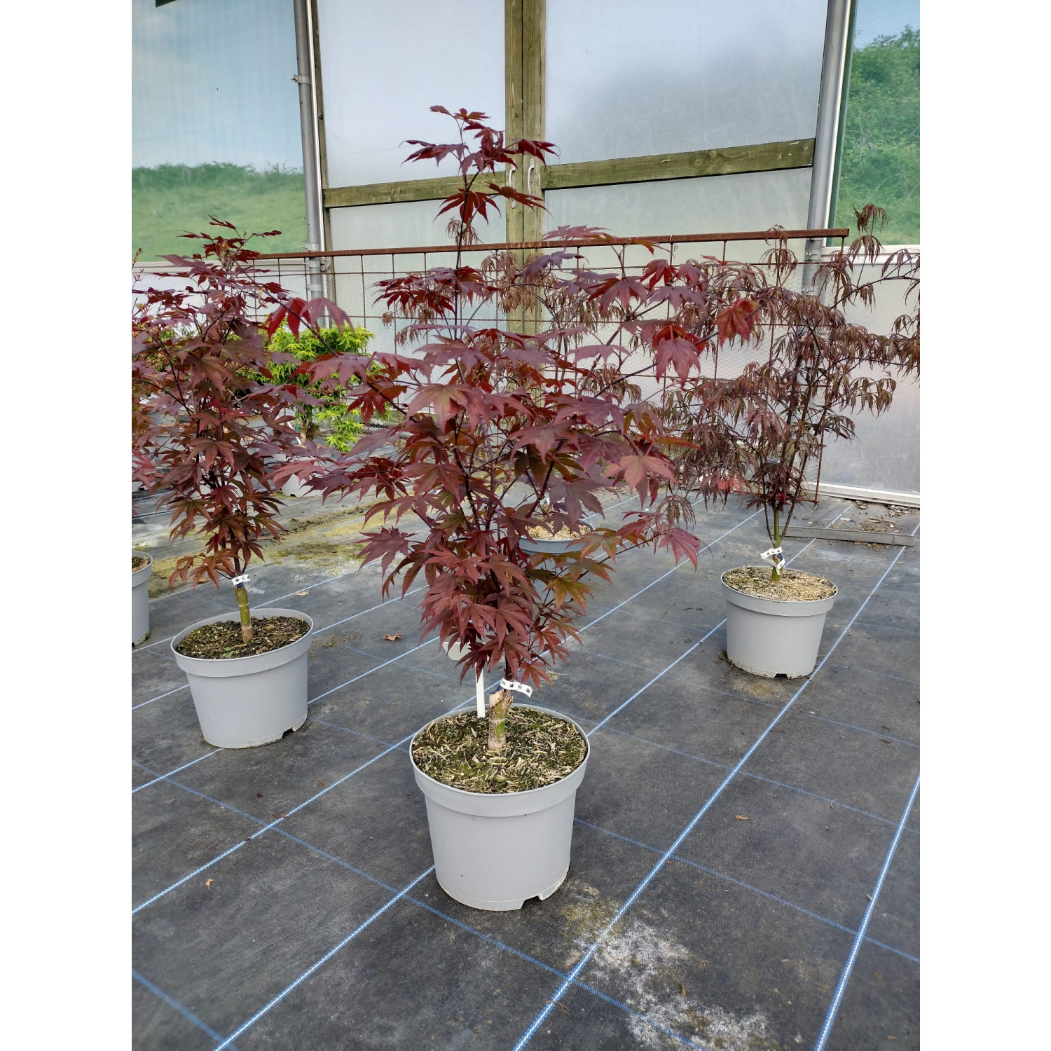 Acer Palmatum Fireglow 50/60cm 5lt Pot