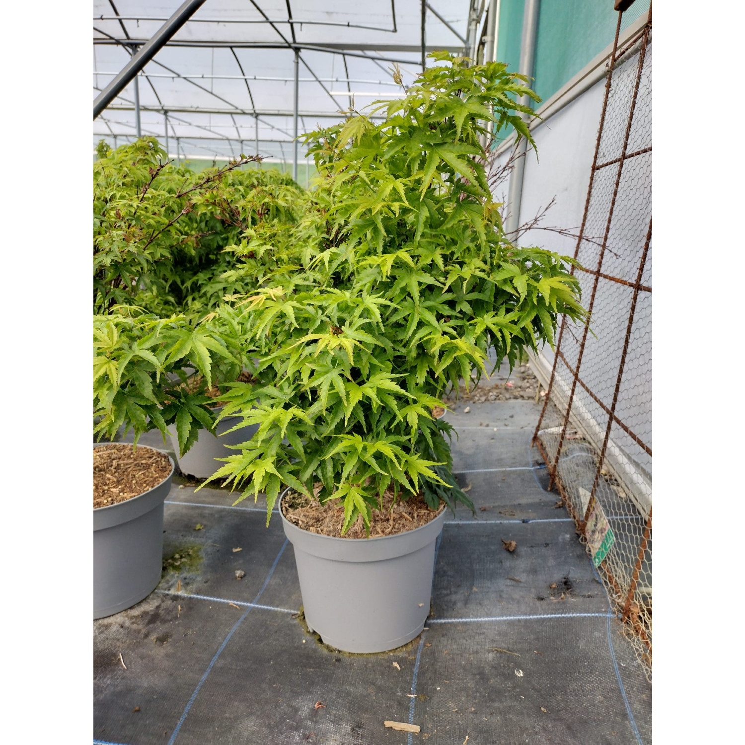 Acer Palmatum Sango Kaku 50/60cm 5lt Pot - SOLD OUT