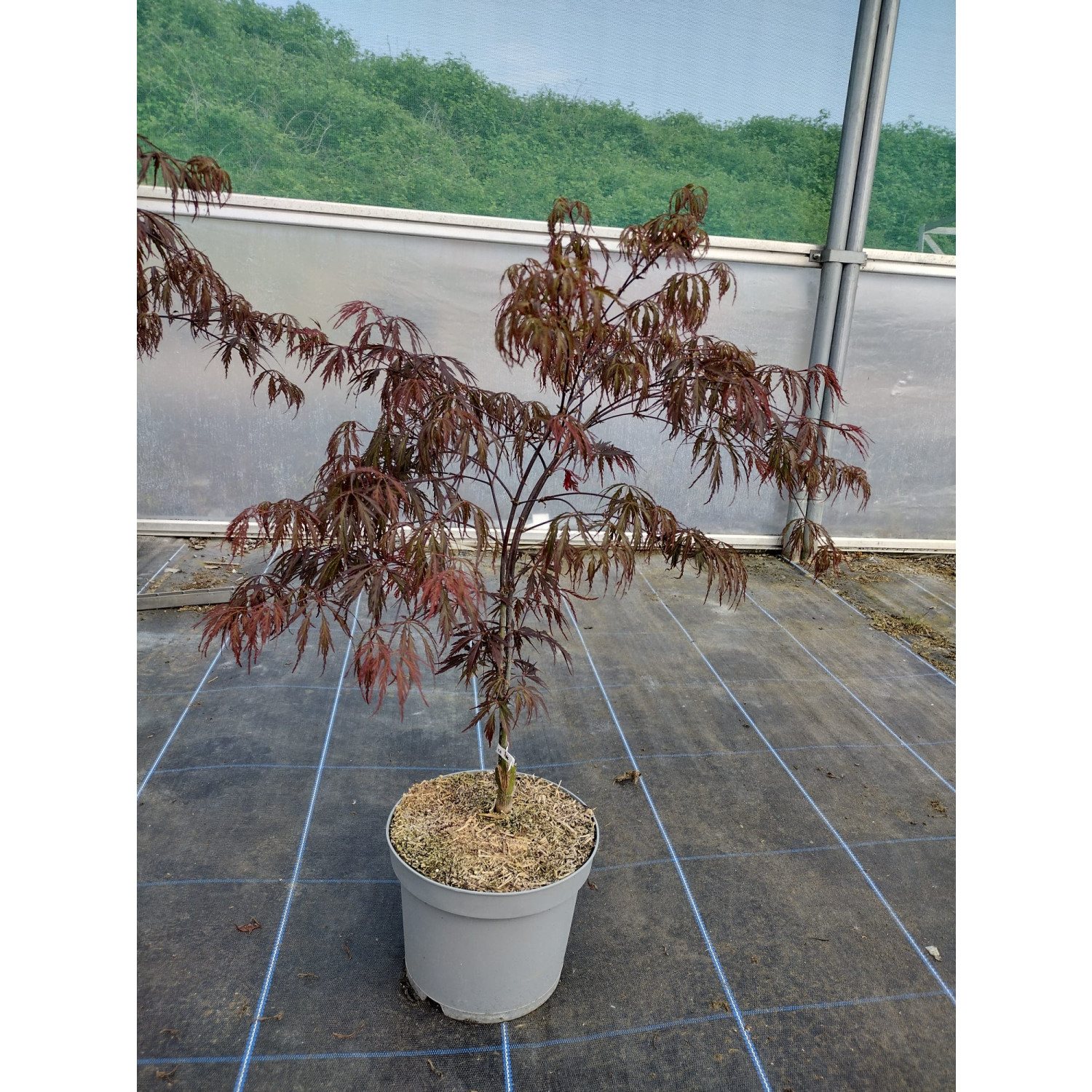 Acer Palmatum Tamukeyama 50/60cm 5lt Pot