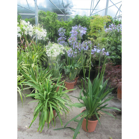 AGAPANTHUS BLUE FLOWER (Ovatus) height before head 60-80cm,to head 137 -150cm includes height of pot