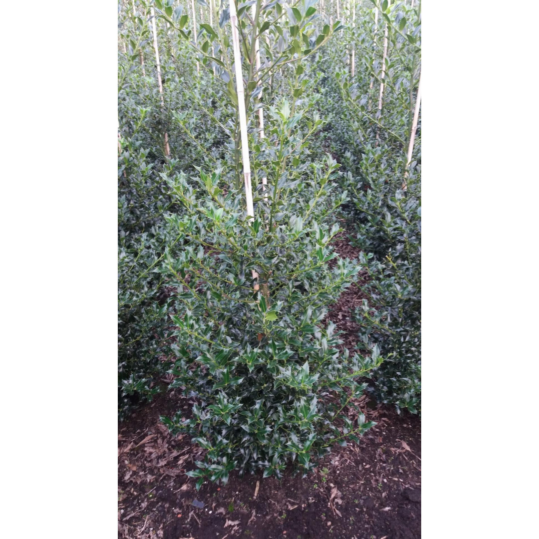 Holly 'Alaska' (Ilex Aquifolium 'Alaska') , 100-120cm, Rootball - SOLD OUT
