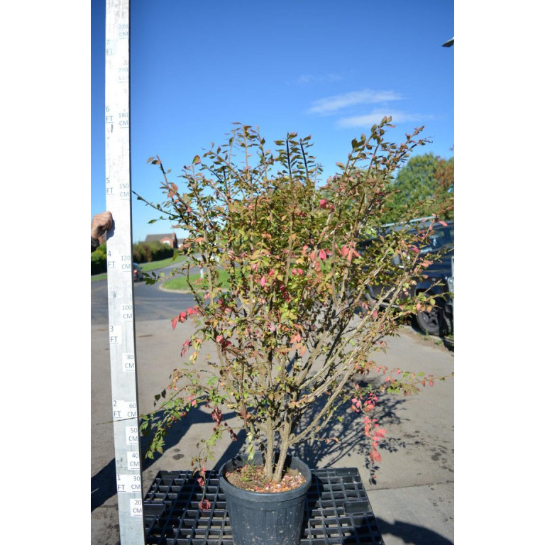 Euonymus Alatus 160cm including height of the pot