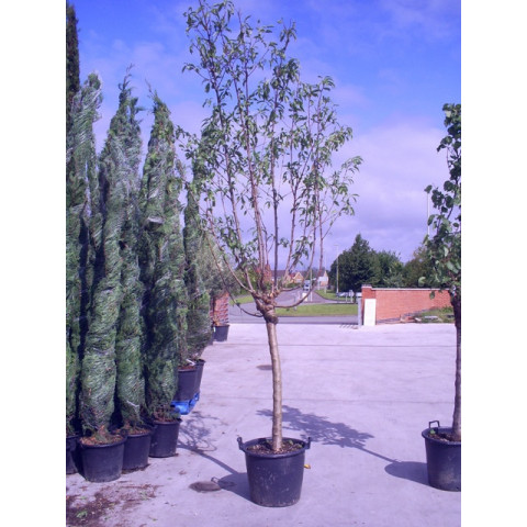 PRUNUS AMYGDALUS (MANDORLO/ALMOND)Tree height 11ft10in-360cm girth 20cm
