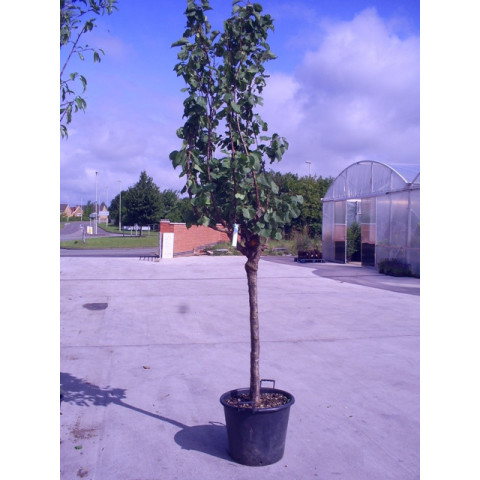 PRUNUS ARMENIACA - APRICOT 9ft-275cm tree height girth15-20cm