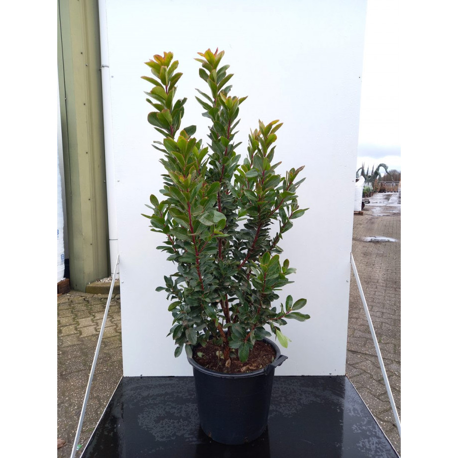 Strawberry Tree (Arbutus Unedo) 125-150cm including pot height in 30 Litre Pot