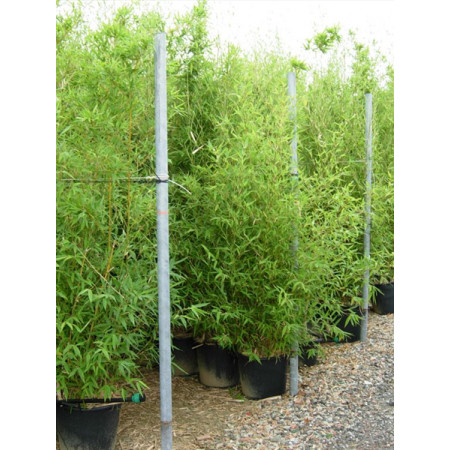 Gold Bamboo Phyllostachys Aurea, 200/250cm, EXCLUDING pot height