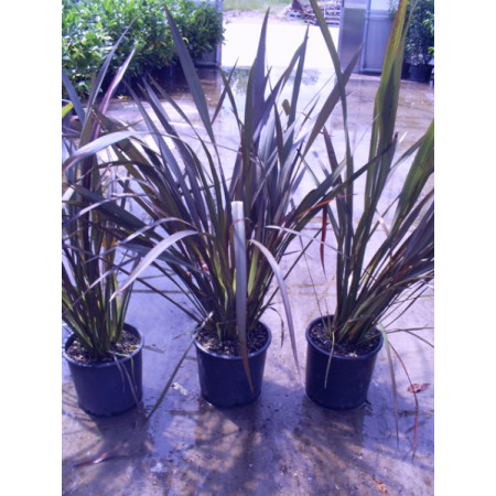 Phormium Flax Tenax Bronze baby 90cm / 3ft including pot height