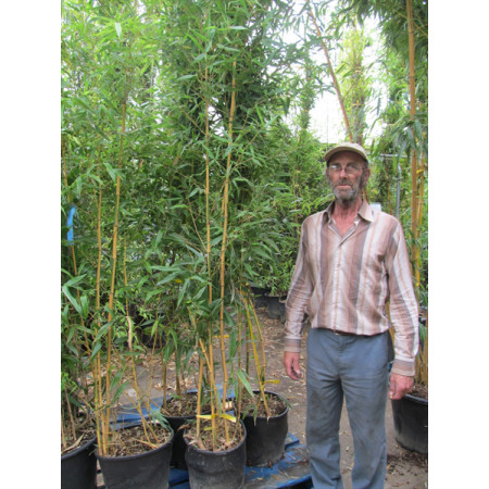 Phyllostachys Castillonis - 8 feet high including height of pot