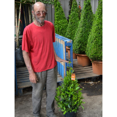 Bay Tree Laurus Nobilis Cone 90cm / 3ft including pot height