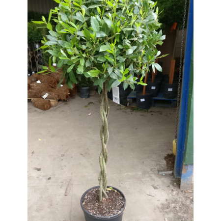 Bay Tree Laurus Nobilis Ball on Plaited stem, Total Height 160cm  / 5ft 3in including pot height (head dia 55cm) - SOLD OUT UNTIL SUMMER 2024