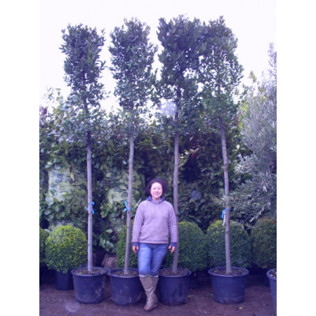 Bay Tree (Standard) Laurus Nobilis 11ft 6in excluding height of the pot (clear stem 6ft 5in, 16/18cm girth) - loose rough cut